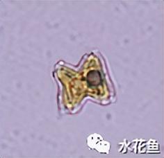 浮游植物有哪些(高清图谱中)(36)