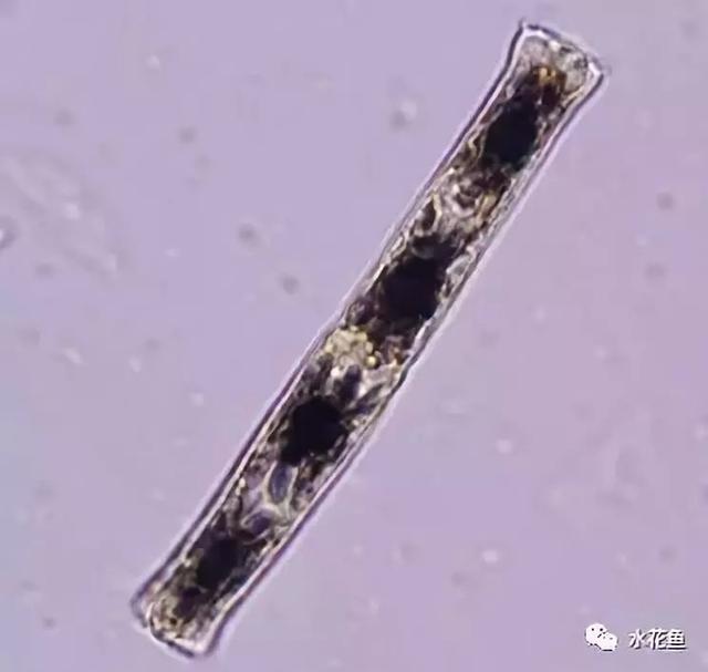 浮游植物有哪些(高清图谱中)(41)