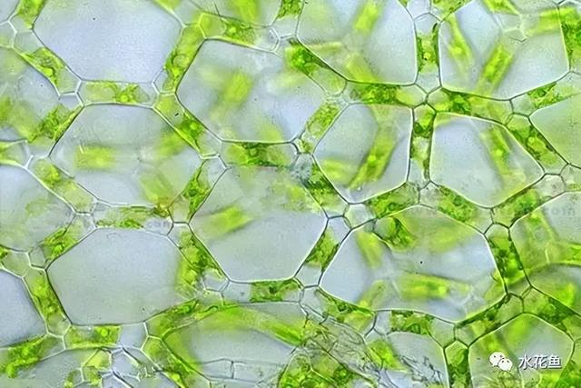 浮游植物有哪些(高清图谱中)(67)