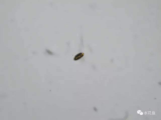 浮游植物有哪些(高清图谱中)(18)