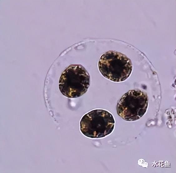 浮游植物有哪些(高清图谱中)(70)