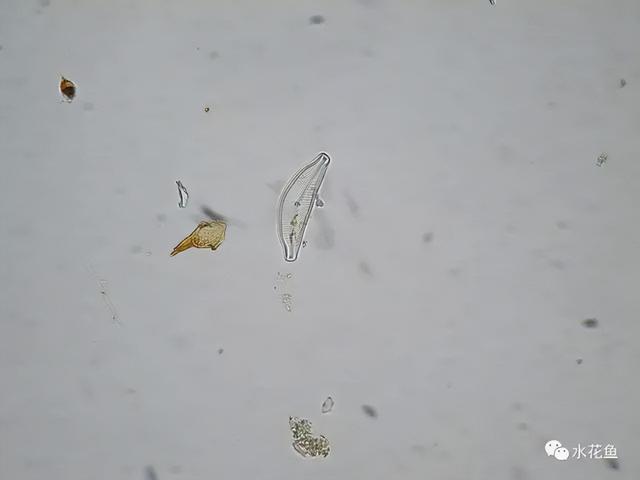 浮游植物有哪些(高清图谱中)(29)