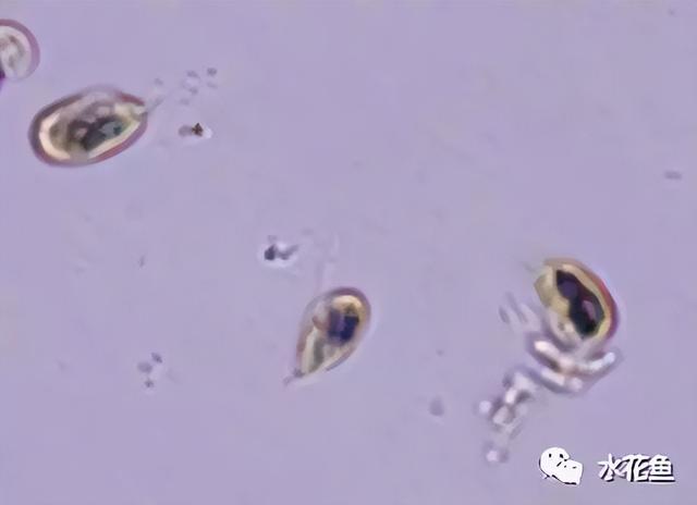 浮游植物有哪些(高清图谱中)(19)