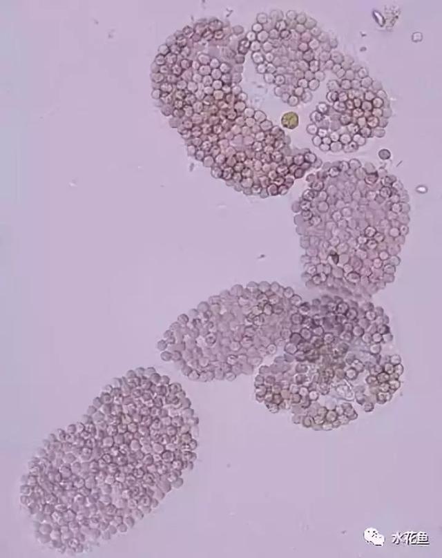 浮游植物有哪些(高清图谱中)(62)