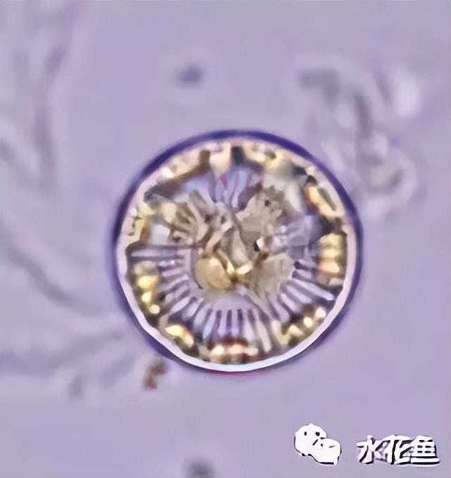 浮游植物有哪些(高清图谱中)(25)