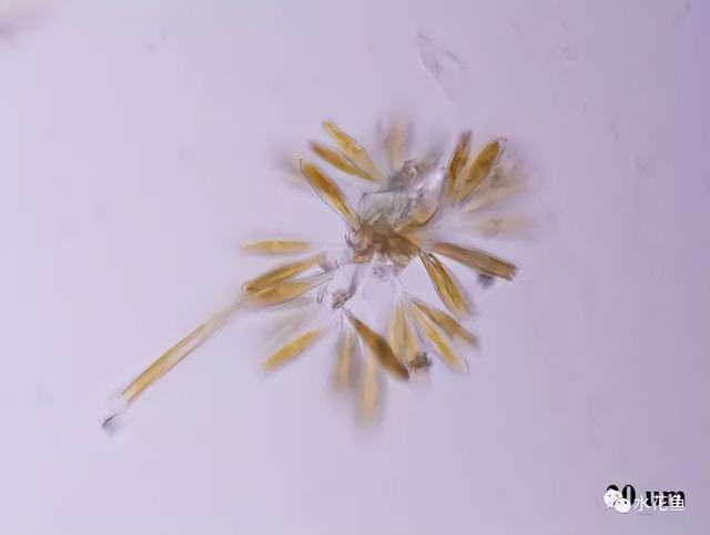 浮游植物有哪些(高清图谱中)(4)