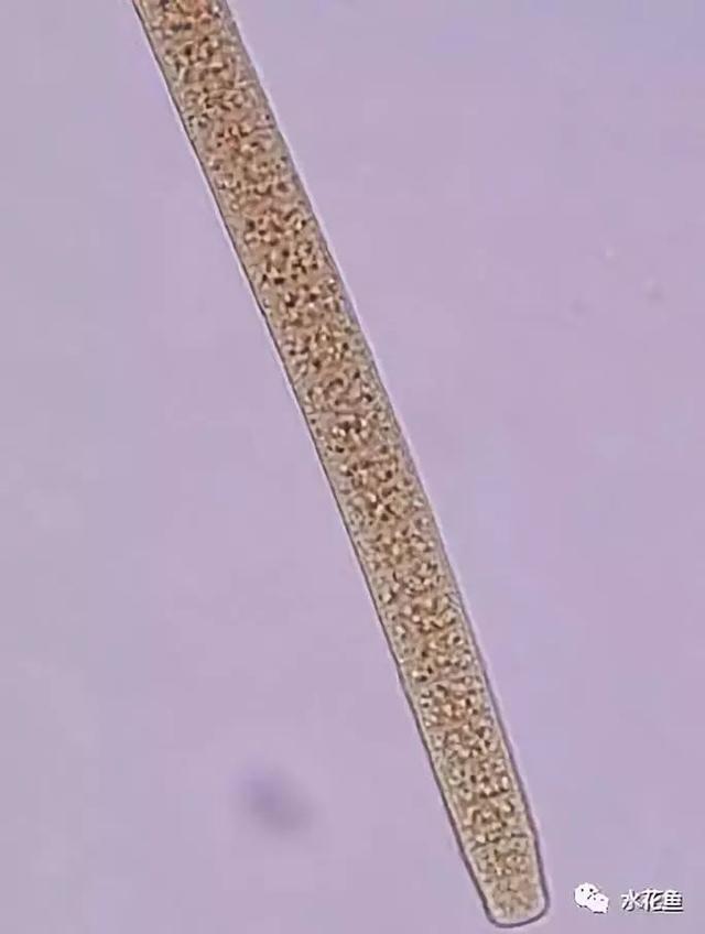 浮游植物有哪些(高清图谱中)(50)