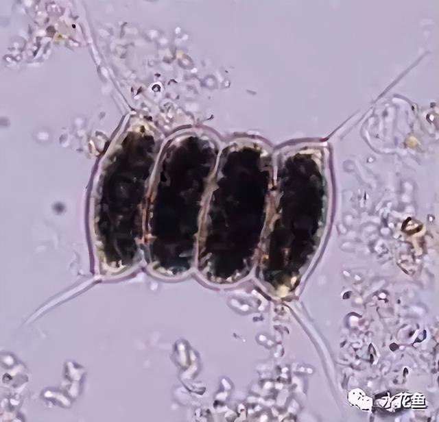 浮游植物有哪些(高清图谱中)(75)
