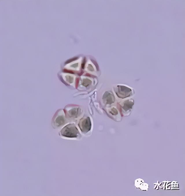 浮游植物有哪些(高清图谱中)(40)