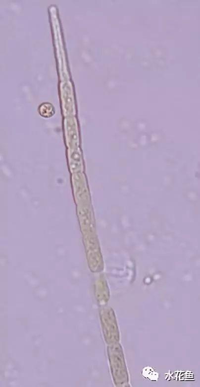 浮游植物有哪些(高清图谱中)(43)