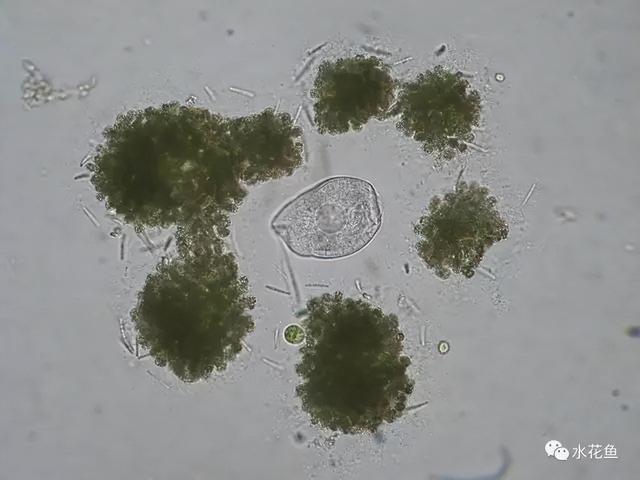 浮游植物有哪些(高清图谱中)(59)