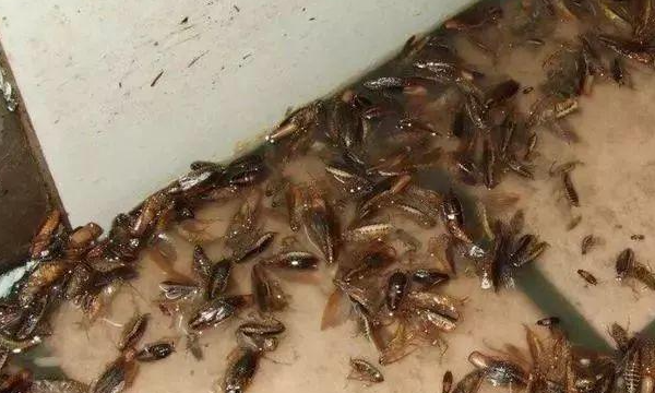 家有蟑螂怎么办才能杀光,房间有蟑螂怎么办能除根,家里有宝宝图3