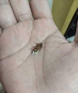 家有蟑螂怎么办才能杀光,房间有蟑螂怎么办能除根,家里有宝宝