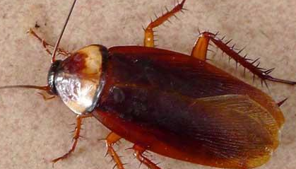 家有蟑螂怎么办才能杀光,房间有蟑螂怎么办能除根,家里有宝宝图2