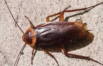 家有蟑螂怎么办才能杀光,房间有蟑螂怎么办能除根,家里有宝宝图4