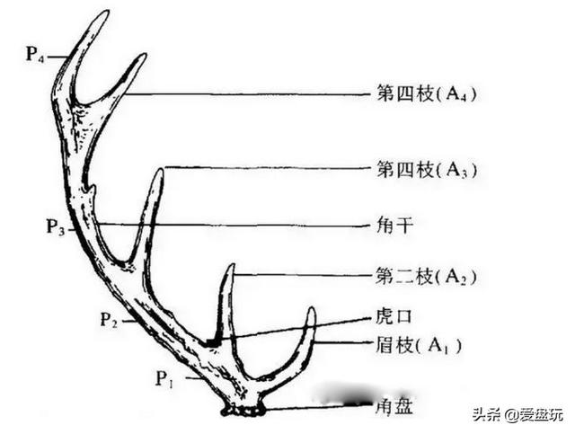 鹿角盘玩后变色(那些玩鹿角的玩家)(18)