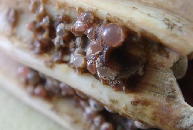 佛指舍利到底是什么材质的东西