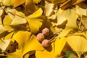 白果什么时候成熟?没熟的白果能不能吃? 白果什么时候成熟?没熟的白果能不能吃?