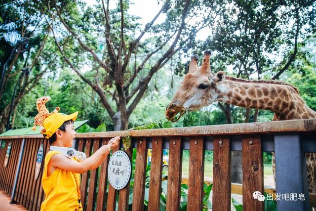 长隆野生动物世界旅行攻略(玩转长隆上篇)(7)