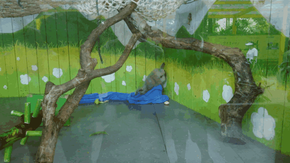 长隆野生动物世界旅行攻略(玩转长隆上篇)(34)