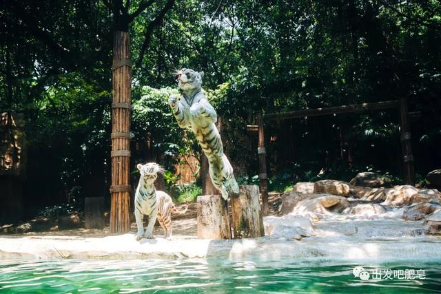 长隆野生动物世界旅行攻略(玩转长隆上篇)(39)