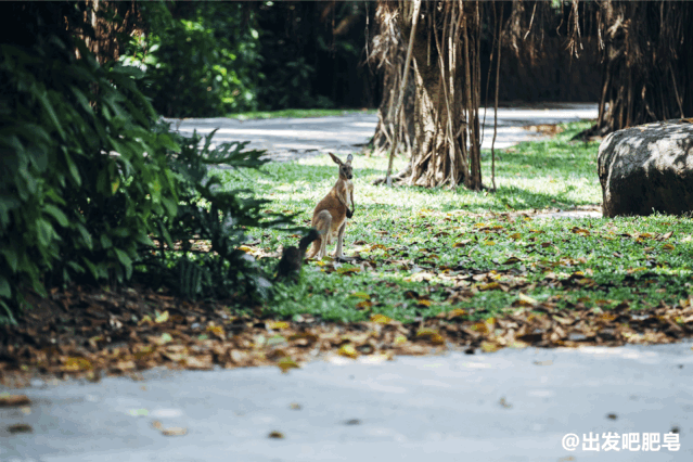 长隆野生动物世界旅行攻略(玩转长隆上篇)(14)