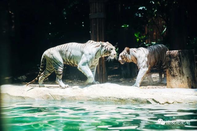 长隆野生动物世界旅行攻略(玩转长隆上篇)(37)