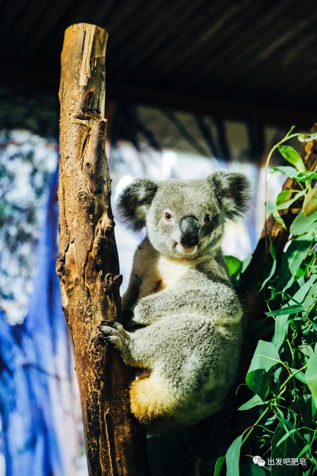 长隆野生动物世界旅行攻略(玩转长隆上篇)(45)