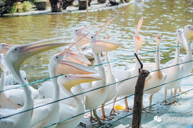 长隆野生动物世界旅行攻略(玩转长隆上篇)(62)