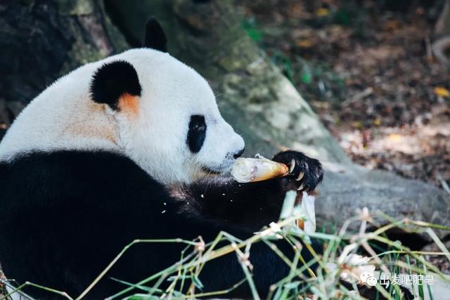 长隆野生动物世界旅行攻略(玩转长隆上篇)(47)