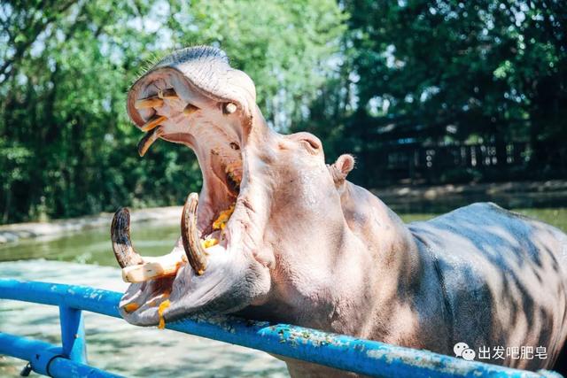 长隆野生动物世界旅行攻略(玩转长隆上篇)(72)