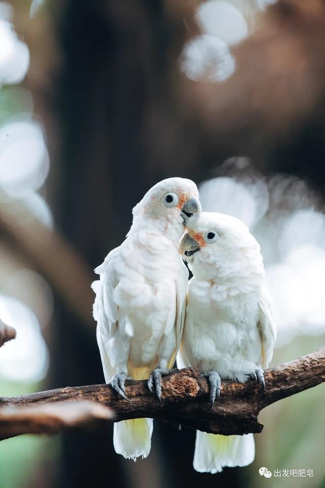 长隆野生动物世界旅行攻略(玩转长隆上篇)(70)