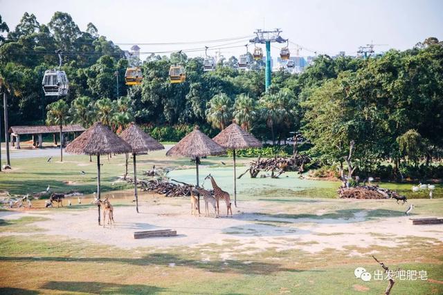 长隆野生动物世界旅行攻略(玩转长隆上篇)(17)