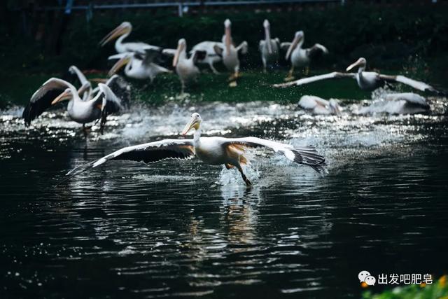 长隆野生动物世界旅行攻略(玩转长隆上篇)(77)