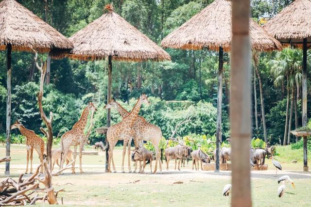 长隆野生动物世界旅行攻略(玩转长隆上篇)(12)
