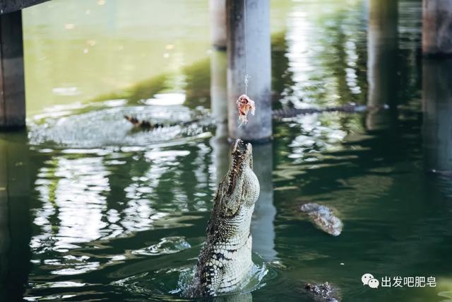 长隆野生动物世界旅行攻略(玩转长隆上篇)(74)