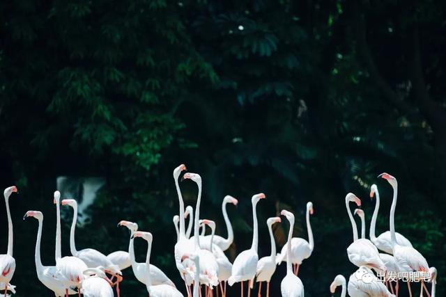 长隆野生动物世界旅行攻略(玩转长隆上篇)(61)