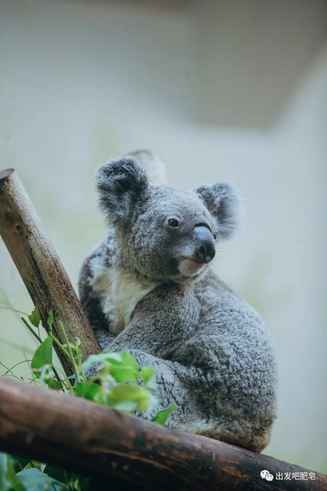 长隆野生动物世界旅行攻略(玩转长隆上篇)(42)