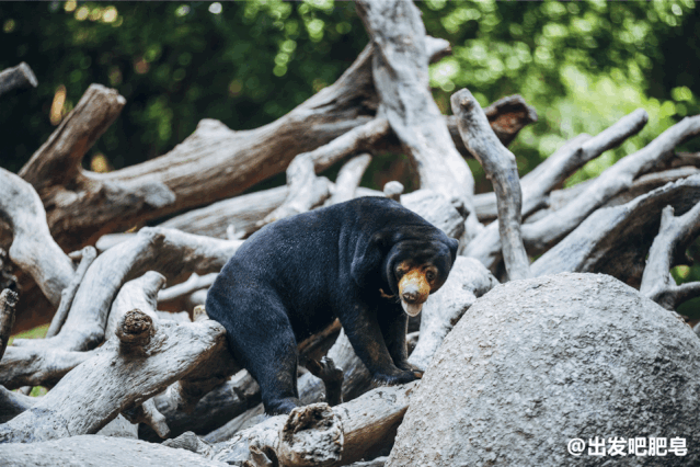 长隆野生动物世界旅行攻略(玩转长隆上篇)(13)
