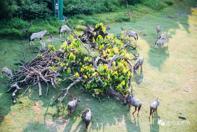 长隆野生动物世界旅行攻略(玩转长隆上篇)(23)