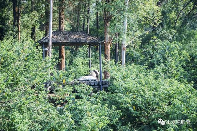 长隆野生动物世界旅行攻略(玩转长隆上篇)(20)