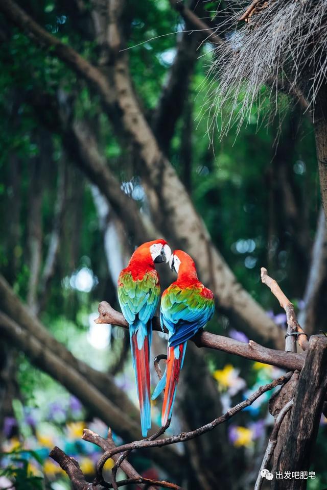 长隆野生动物世界旅行攻略(玩转长隆上篇)(69)