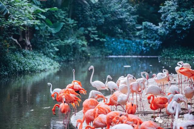 长隆野生动物世界旅行攻略(玩转长隆上篇)(52)