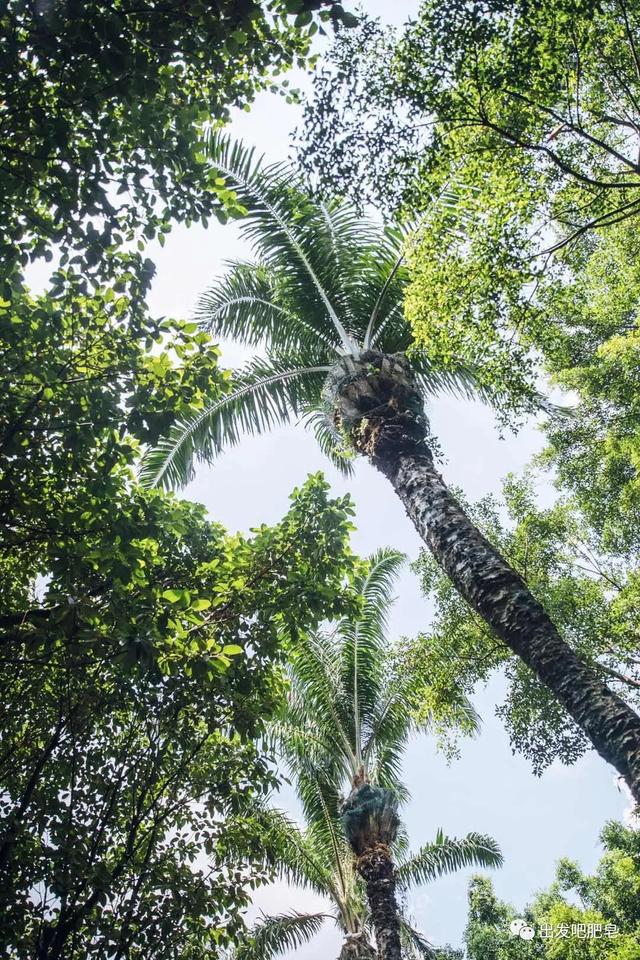 长隆野生动物世界旅行攻略(玩转长隆上篇)(65)