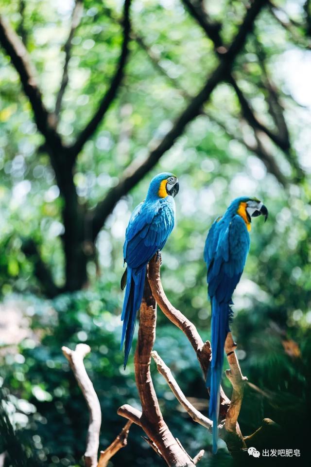 长隆野生动物世界旅行攻略(玩转长隆上篇)(68)