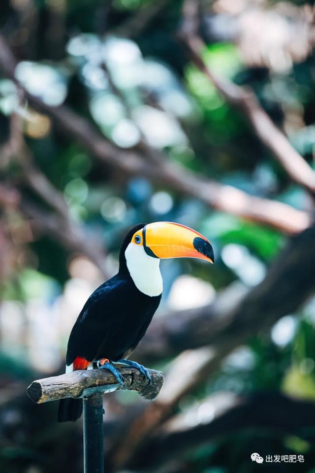 长隆野生动物世界旅行攻略(玩转长隆上篇)(64)