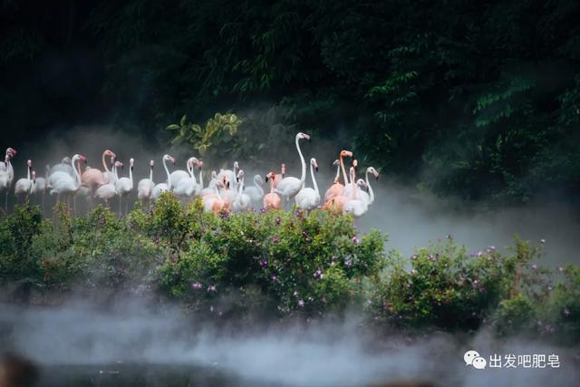 长隆野生动物世界旅行攻略(玩转长隆上篇)(75)