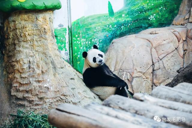 长隆野生动物世界旅行攻略(玩转长隆上篇)(48)