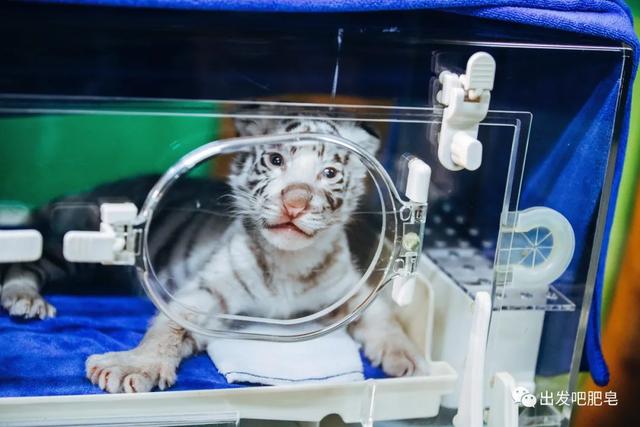 长隆野生动物世界旅行攻略(玩转长隆上篇)(38)