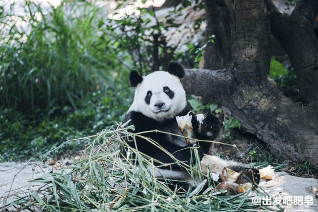 长隆野生动物世界旅行攻略(玩转长隆上篇)(49)